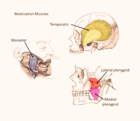 Masticatory muscles